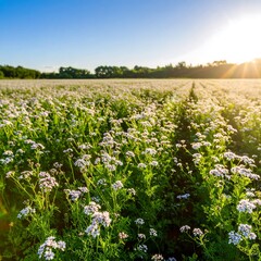 Fototapeta premium Lush field of tiny white flowers