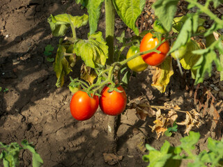 Ripe tomatoes growing on a vine.
