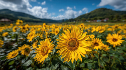 Obraz premium Vibrant Sunflower Field Under a Bright Blue Sky with Fluffy Clouds and Distant Mountains, Showcasing Golden Yellow Blooms in a Picturesque Landscape, Symbolizing Summer, Agriculture