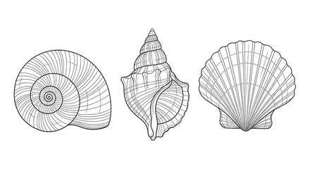 Set of Sea Shells. Vector illustration of Seashells on isolated background. Sketch of Conch and Clam in black and white colors. Drawing in outline style. Hand drawn silhouette. Line art for icon.