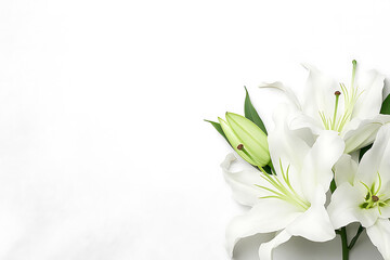 Fototapeta premium Beautiful lilies on white background