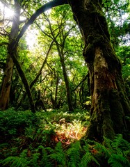 Lush forest canopy sunlight