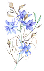 Delphinium
