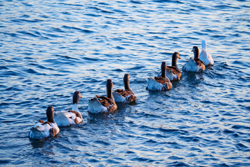 A flock of geese swims in a single file line across rippling blue water. This 4K video captures the...