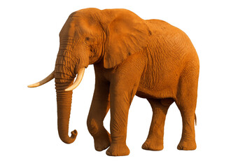 Fototapeta premium High-resolution photo of an orange African elephant standing in three-quarter profile with long trunk and tusks, isolated on transparent background PNG