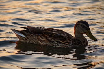 Fototapeta premium A classic side profile shot of a female Mallard duck swimming calmly on the water, a simple yet beautiful and timeless portrait of wildlife in its natural habitat.