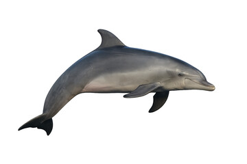 Naklejka premium High-quality photo of an Atlantic bottlenose dolphin swimming horizontally with a streamlined grey body and dorsal fin, isolated on transparent background PNG
