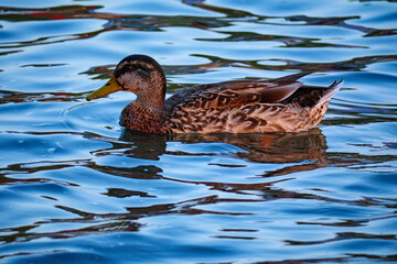 A beautiful female Mallard duck with detailed mottled brown feathers swims gracefully on calm blue water, a classic and serene portrait of a wild bird.