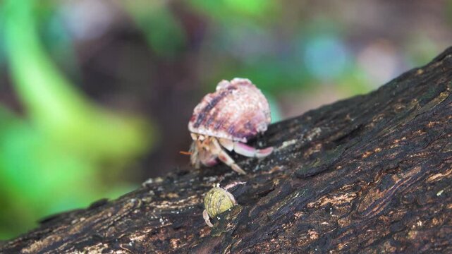 Hermit crabs with different shell-houses on the shores, Sulawesi Island. Bunaken