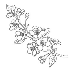 Delicate black and white line art of cherry blossoms on a branch