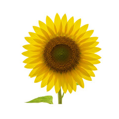 Fototapeta premium Flower With Transparent PNG background