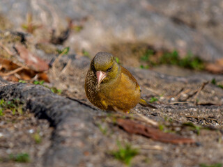 地面を歩くカワラヒワ