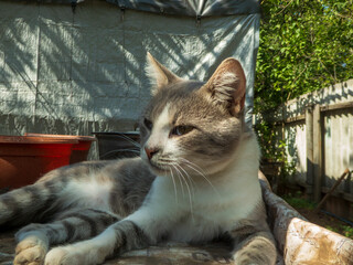 Relaxed Grey and White Cat in Sunny Garden
