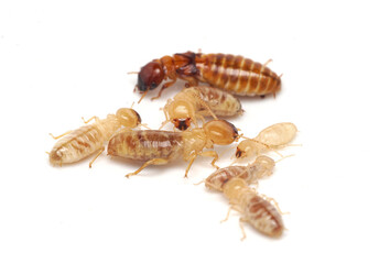 Group of Termites on White Background, Macro Photography