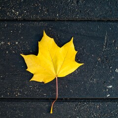 Autumn leaf on dark wood