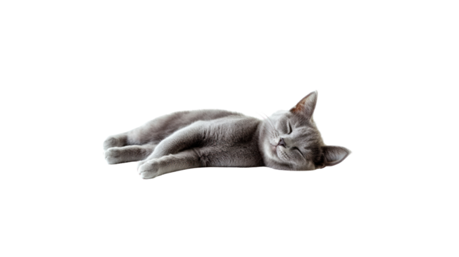 Serene Slumber of a Russian Blue: A tranquil Russian Blue cat is captured in a state of peaceful rest, its soft fur blending with the minimalist design, offering a visual of calmness and relaxation.