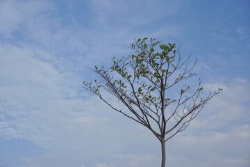 Lonely tree with sparse leaves against blue sky for nature background
