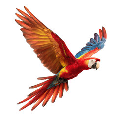Fototapeta premium Colorful Flying Scarlet Macaw Parrot Isolated on Transparent Background