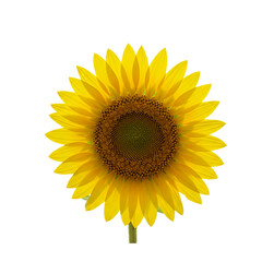 Fototapeta premium Flower With Transparent PNG background