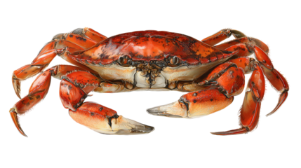 Large edible crab used in seafood dishes centered isolated on a Transparent background, PNG file.