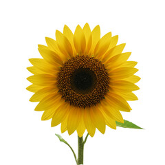 Obraz premium Flower With Transparent PNG background
