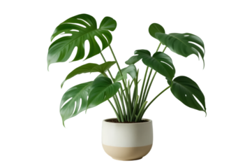 Studio like photo  of Monstera houseplant with split leaves in decorative two tone pot isolated on transparent background
