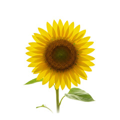 Obraz premium Flower With Transparent PNG background