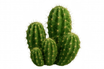 Four green barrel cacti growing together, isolated on transparent background, perfect for desert or arid climate themes