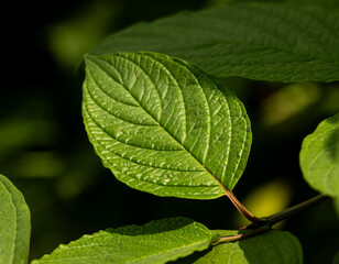 A leaf is green and has a brown stem