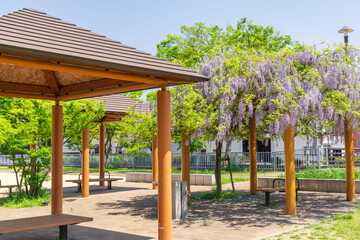 Naklejka premium 春の新湊川公園 神戸市長田区にて