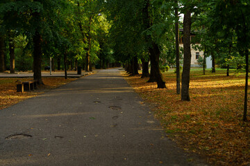Peaceful park path lined with trees and fallen leaves during autumn afternoon