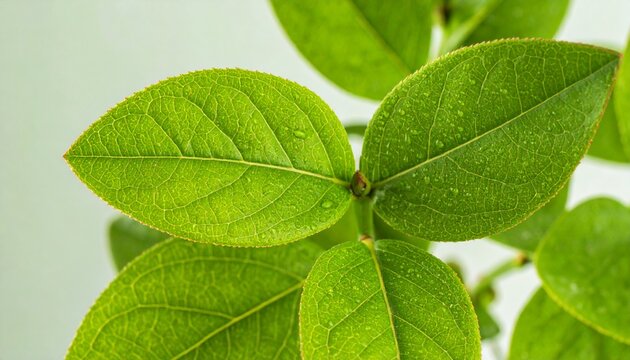Close-up of vibrant blueberry leaves with morning dew and natural backlighting. High-resolution Firefly_Close-up