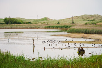 Naklejka premium Cresswell Pond Nature Reserve behind Druridge Bay Sand Dunes, is located in the Druridge Bay area of the Northumberland Coastline and is a shallow brackish lagoon popular with large number of birds