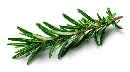 Fototapeta premium Fresh green rosemary sprig on a white background