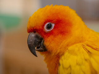 Close up of a beautiful cute colourful parrot in a shopping mall BKK Bangkok Thailand
