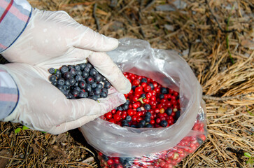 collection of forest berries. Hands in gloves pick berry from bush in forest, close-up. Blueberries...