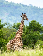 Fototapeta premium Giraffe in grassland