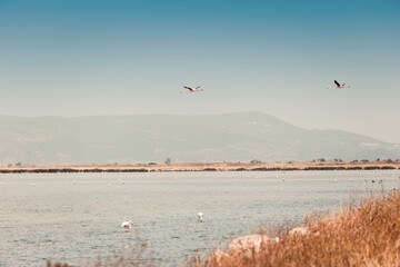 Pink flamingos soaring gracefully over the shimmering salt lake