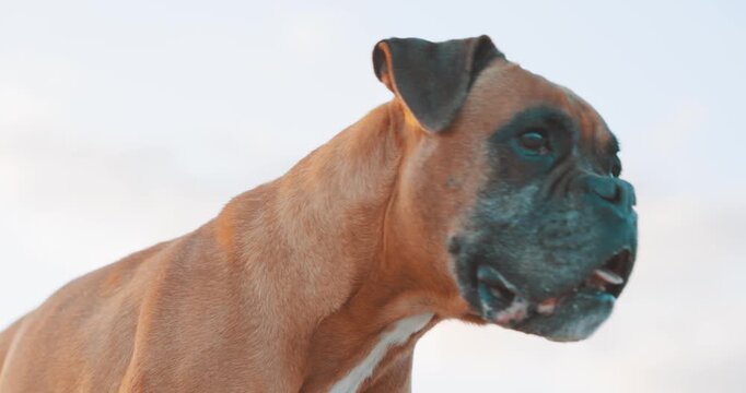 Boxer dog posing with different expressions on white background