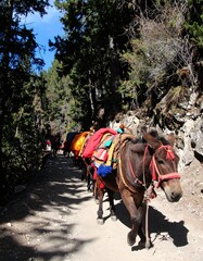 Mountain path, pack animals