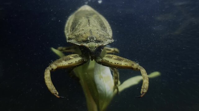 한국,곤충,물장군,수서곤충,멸종위기동물,Korea, Insects, Aquatic Insects, Endangered Animals,a giant water bug