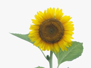 Tokyo, Japan - August 23, 2025: Closeup of petals of Helianthus annuus or sunflower on white background 
