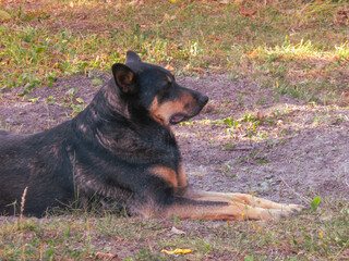 Calm Dog Lying in Sunlit Garden.
