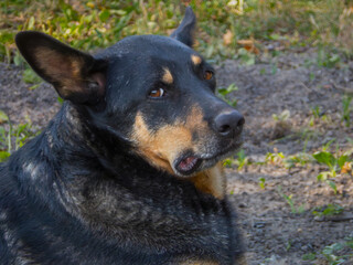 Curious Black and Tan Dog Looking at Camera.