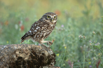Little owl in its breeding territory at first light of dawn in an olive grove with oaks and pines