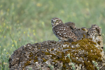 Little owl in its breeding territory at first light of dawn in an olive grove with oaks and pines