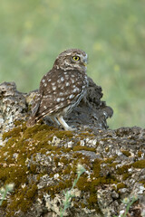 Little owl in its breeding territory at first light of dawn in an olive grove with oaks and pines