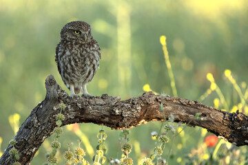 Little owl in a Mediterranean forest of olive, oak and pine trees, at first light
