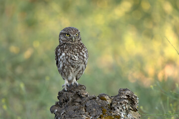 Little owl in its breeding territory at first light of dawn in an olive grove with oaks and pines