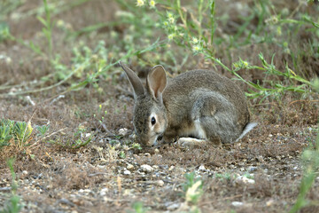 Rabbit in a Mediterranean forest of olive, oak and pine trees, at first light